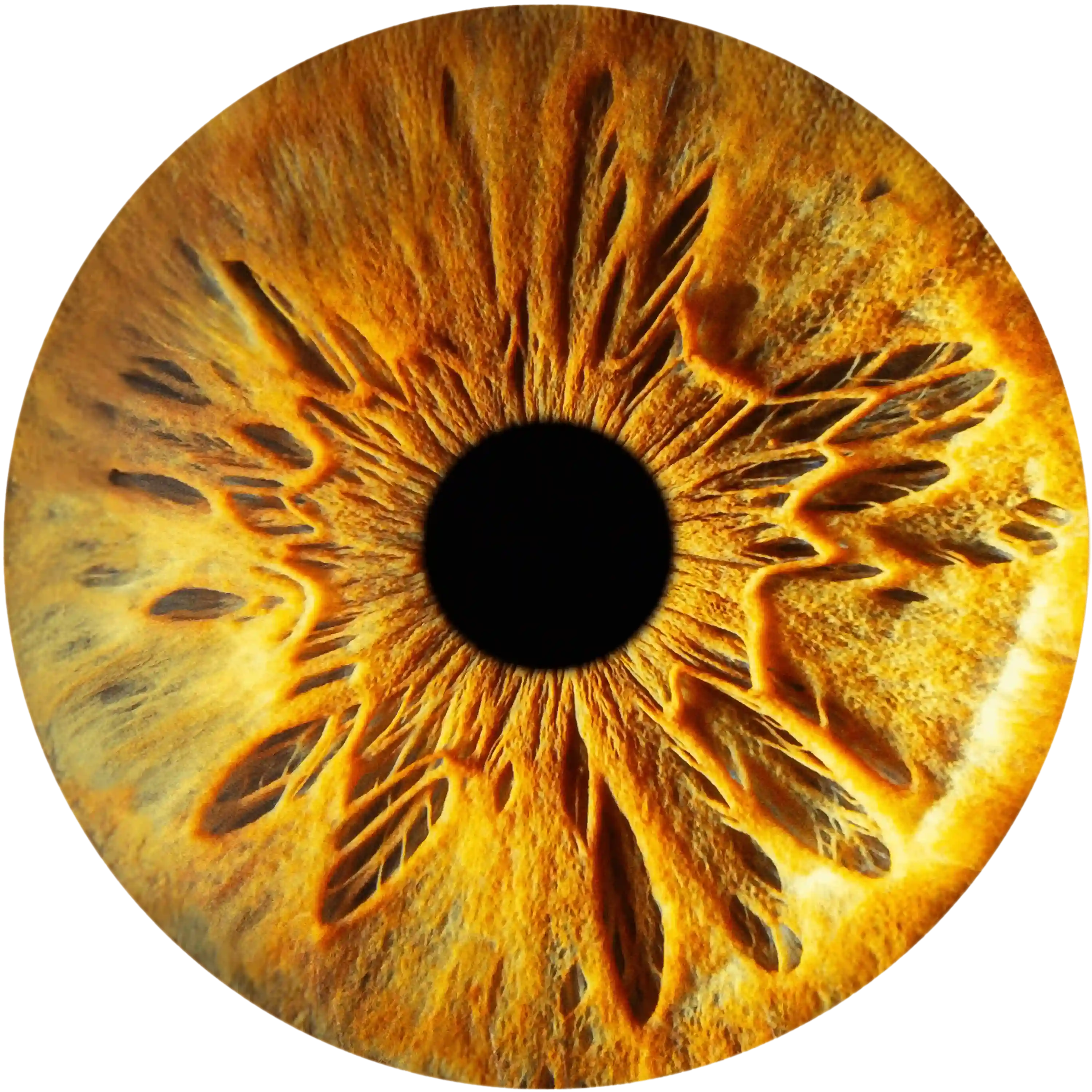 eye