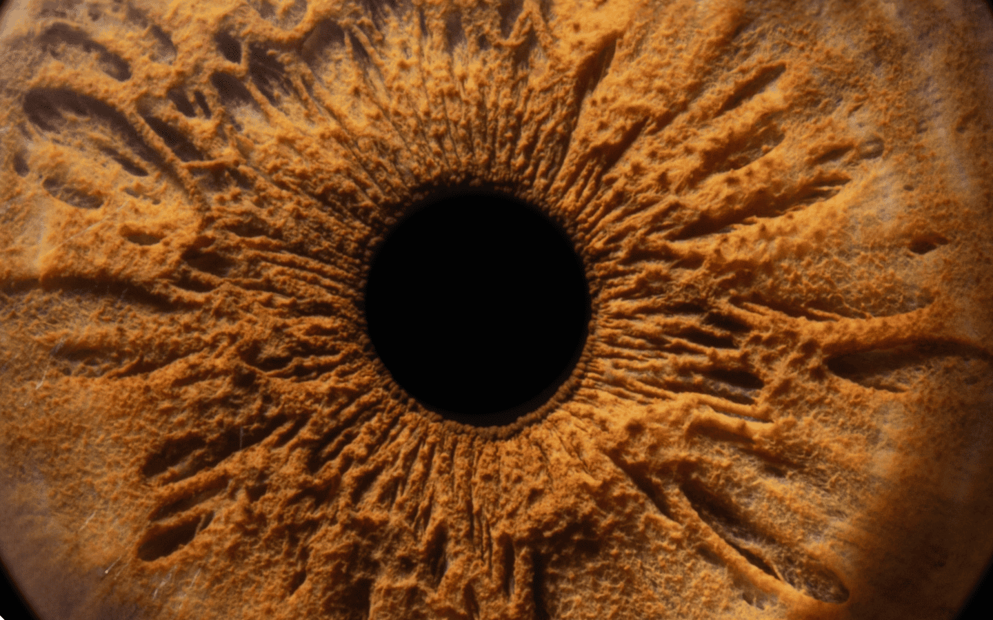 eye